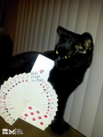 real-magic-tv-rmtv-cat-card